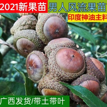 广西风流果苗又名壮阳果苗益肾子果苗直生苗可带杯苗
