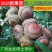 广西风流果苗又名壮阳果苗益肾子果苗直生苗可带杯苗
