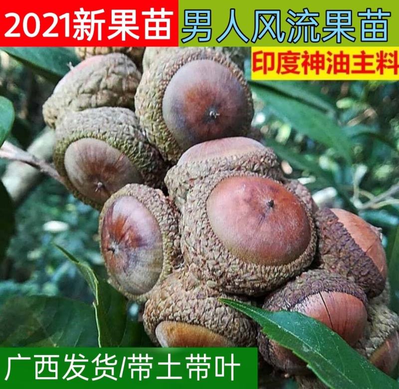 广西风流果苗又名壮阳果苗益肾子果苗直生苗可带杯苗