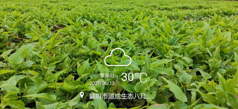 百部