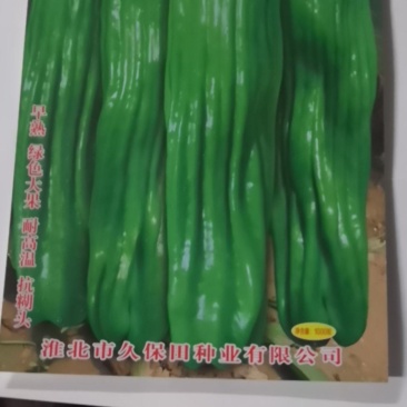 冬暖式大棚早春弓棚秋延迟专用辣椒种久保田818