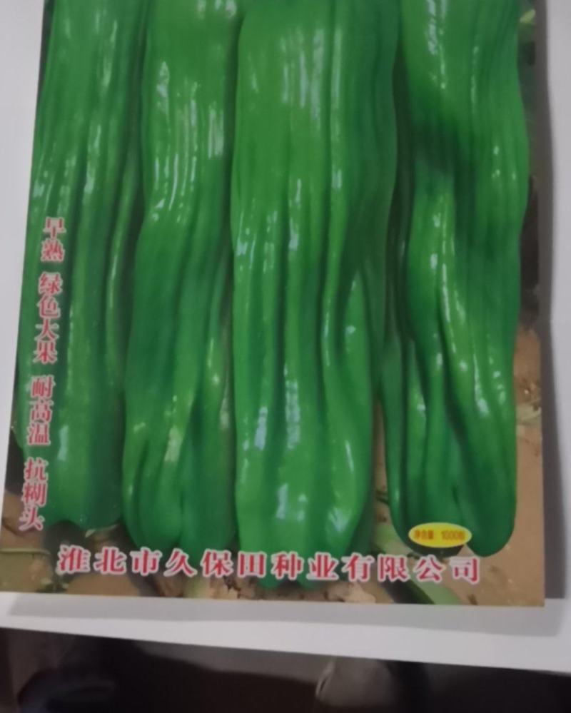 冬暖式大棚早春弓棚秋延迟专用辣椒种久保田818