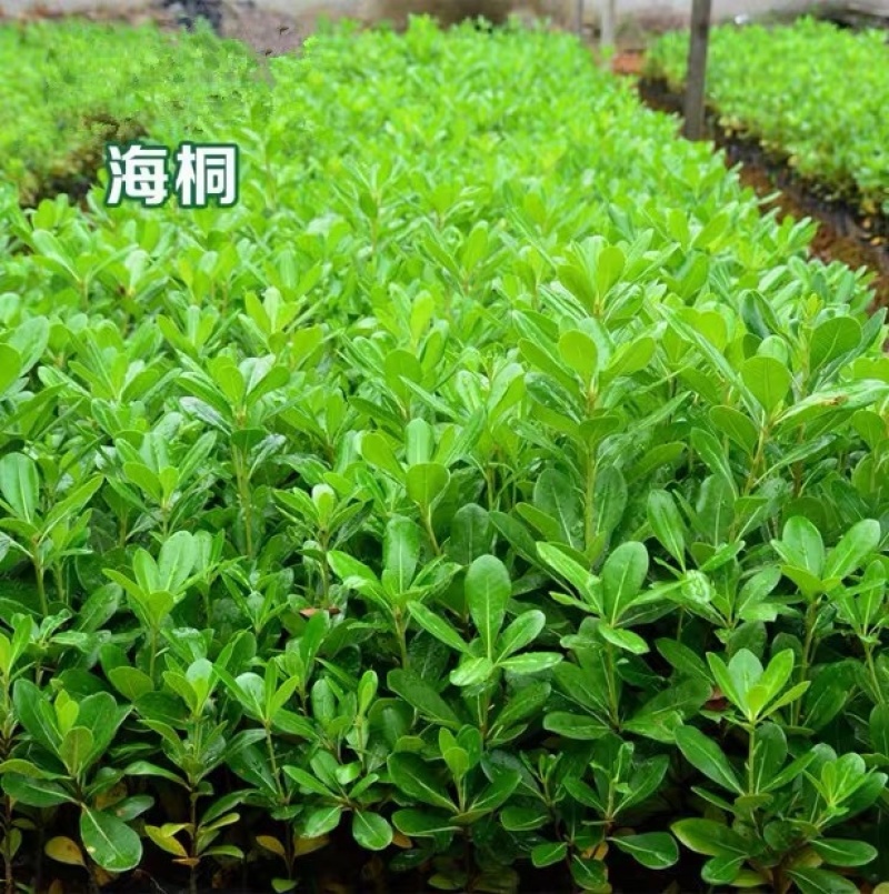 海桐种子新海桐树苗种子海桐籽海桐花七里香山矾宝珠香山瑞香