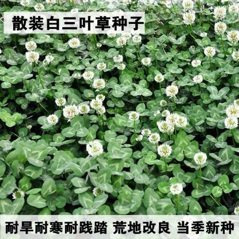 三叶草种子绿化红三叶草籽四季常青护坡绿化庭院多年生