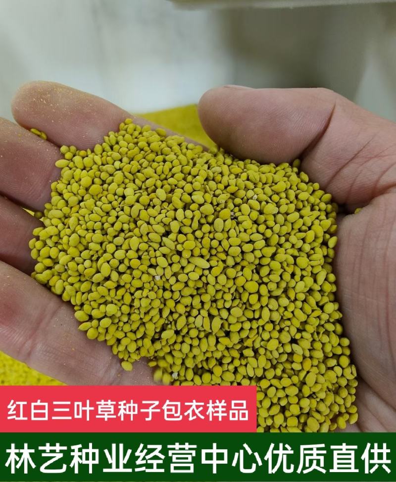 三叶草种子绿化红三叶草籽四季常青护坡绿化庭院多年生
