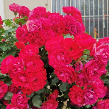 蔷薇花，耐寒蔷薇花，东北蔷薇花，基地直发，无病虫害