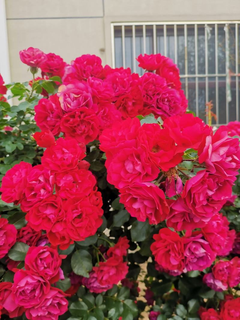蔷薇花，耐寒蔷薇花，东北蔷薇花，基地直发，无病虫害