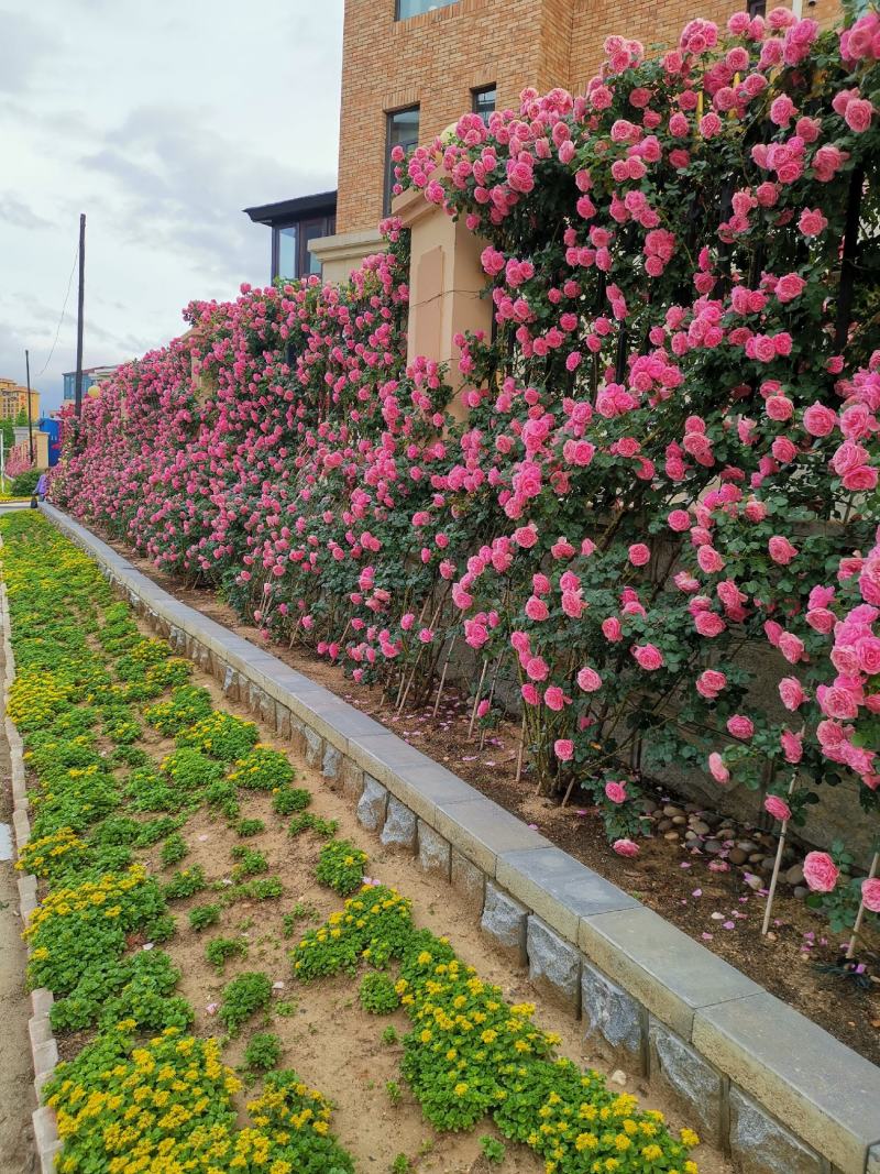 蔷薇花，耐寒蔷薇花，东北蔷薇花，基地直发，无病虫害