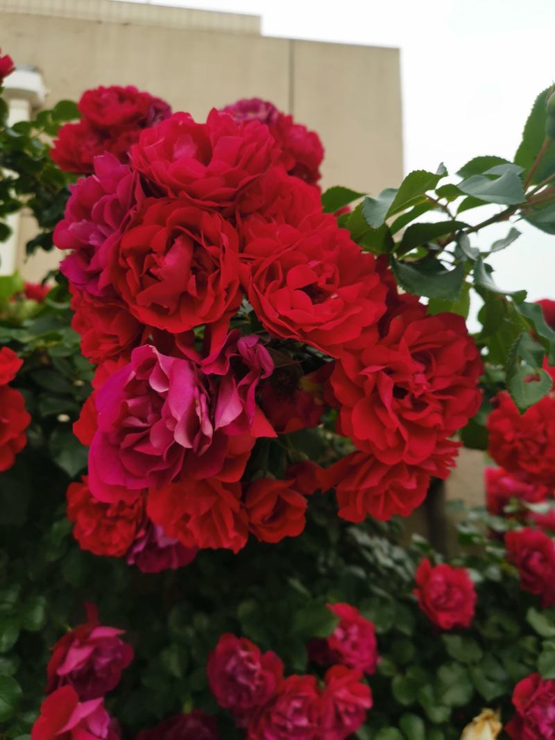 蔷薇花，耐寒蔷薇花，东北蔷薇花，基地直发，无病虫害