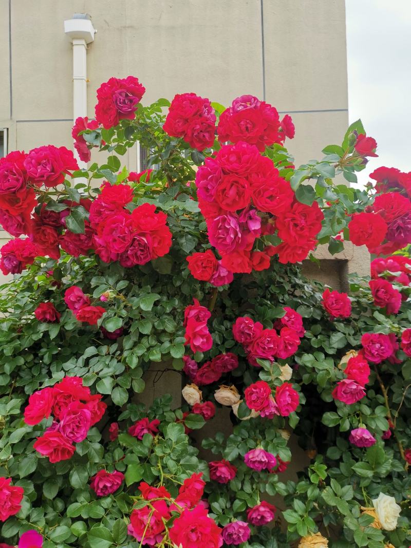 蔷薇花，耐寒蔷薇花，东北蔷薇花，基地直发，无病虫害
