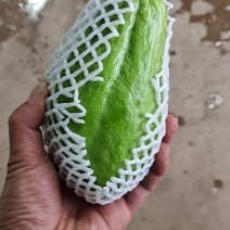 云南佛手瓜大量上市，保质保量，诚信经营。