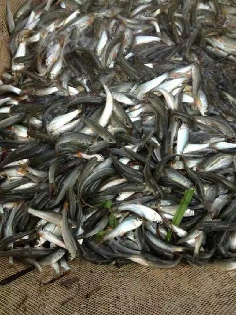 【荐】优质土鲮鱼苗，罐头鱼苗，饲料鱼，可喂桂花。