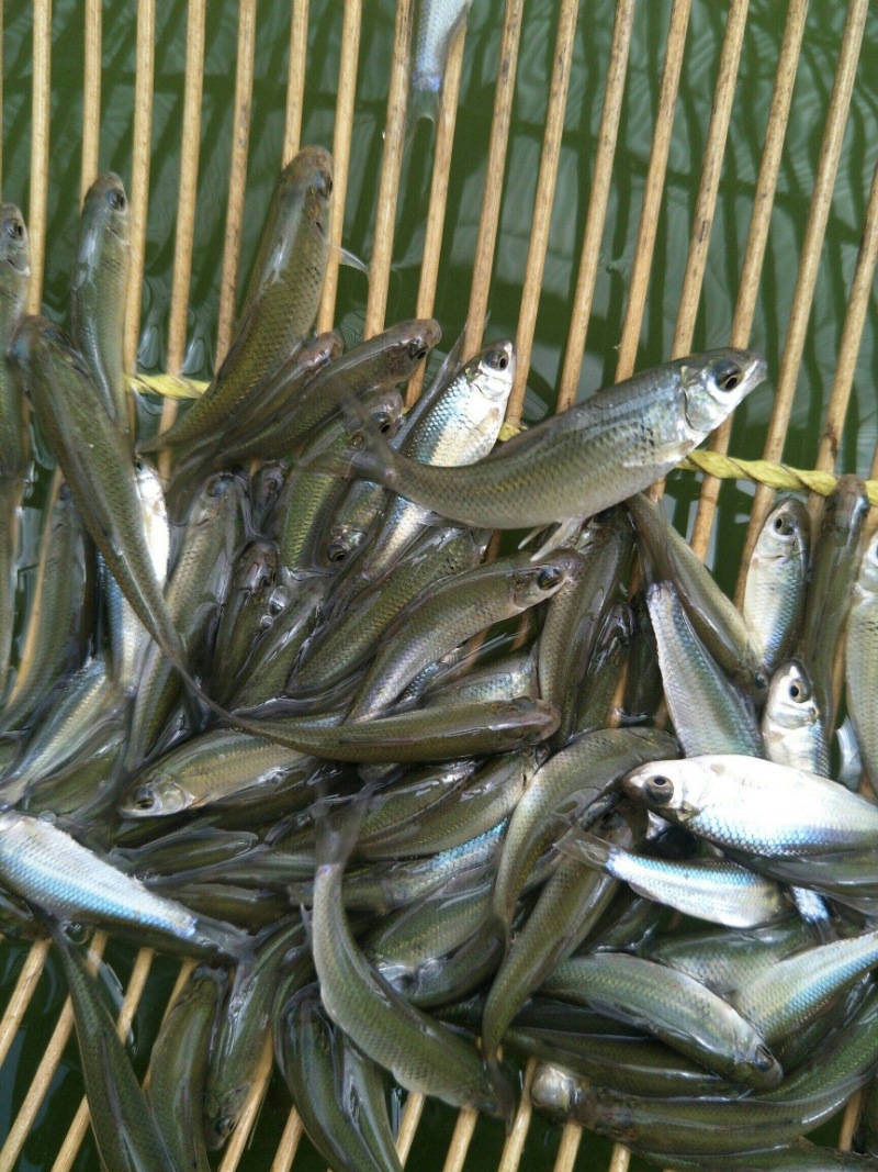 【荐】优质土鲮鱼苗，罐头鱼苗，饲料鱼，可喂桂花。