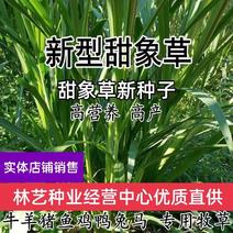 台湾新型甜象草种子高产牧草四季常青猪牛羊马鱼草适口性好