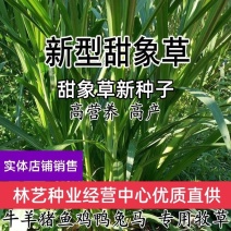 台湾新型甜象草种子高产牧草四季常青猪牛羊马鱼草适口性好