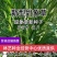 台湾新型甜象草种子高产牧草四季常青猪牛羊马鱼草适口性好