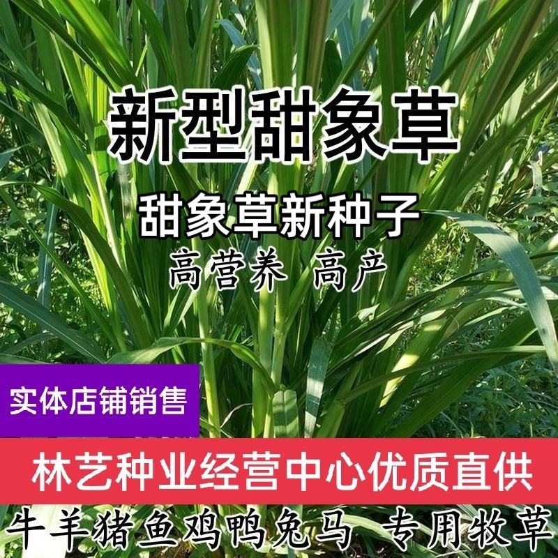 台湾新型甜象草种子高产牧草四季常青猪牛羊马鱼草适口性好