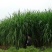 台湾新型甜象草种子高产牧草四季常青猪牛羊马鱼草适口性好