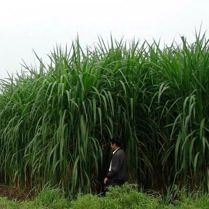 台湾新型甜象草种子高产牧草四季常青猪牛羊马鱼草适口性好