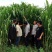 台湾新型甜象草种子高产牧草四季常青猪牛羊马鱼草适口性好