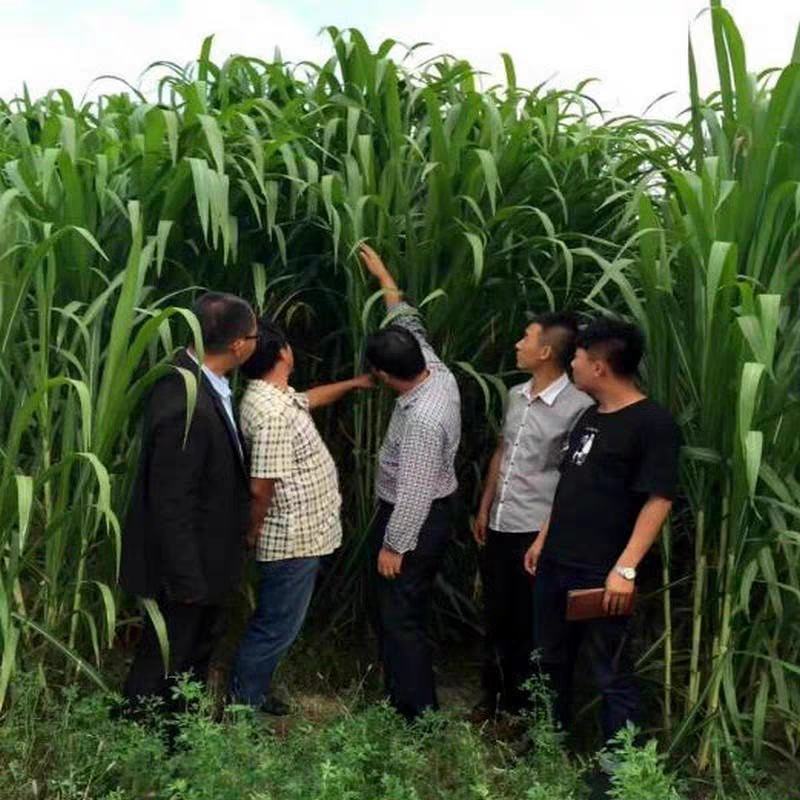 台湾新型甜象草种子高产牧草四季常青猪牛羊马鱼草适口性好