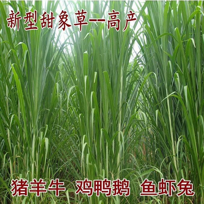 台湾新型甜象草种子高产牧草四季常青猪牛羊马鱼草适口性好