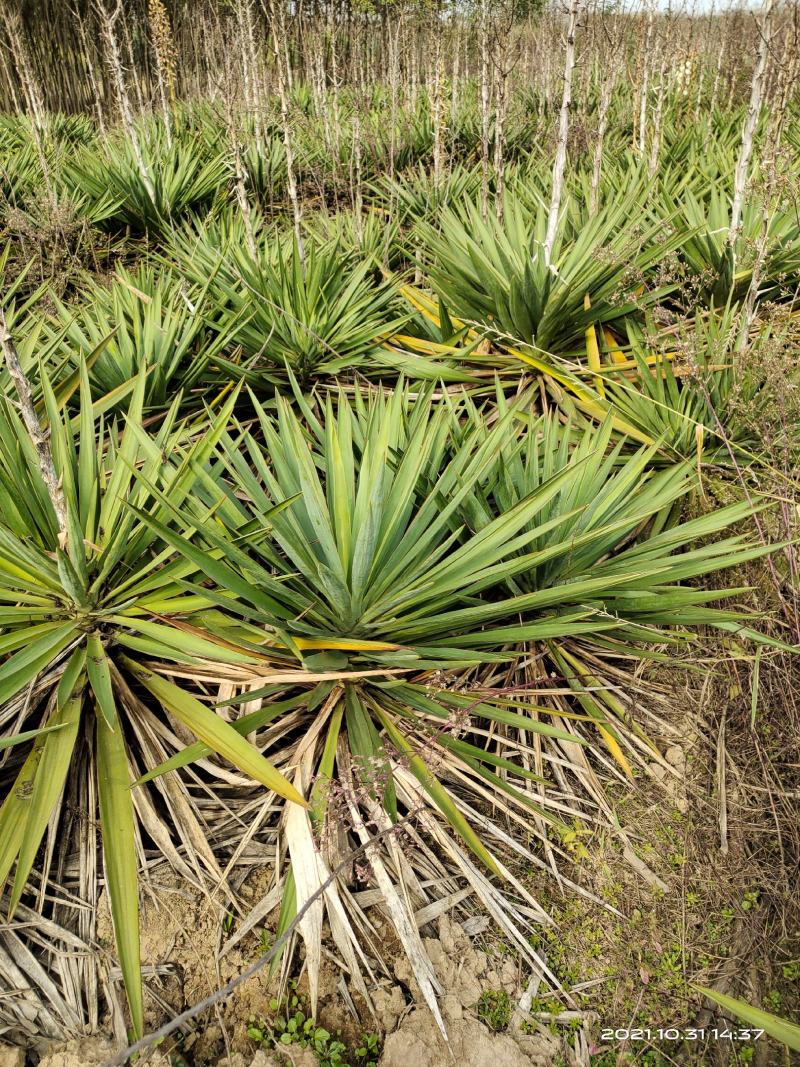 剑麻，丝兰，剑兰，各种规格大量直销(30-100厘米丨