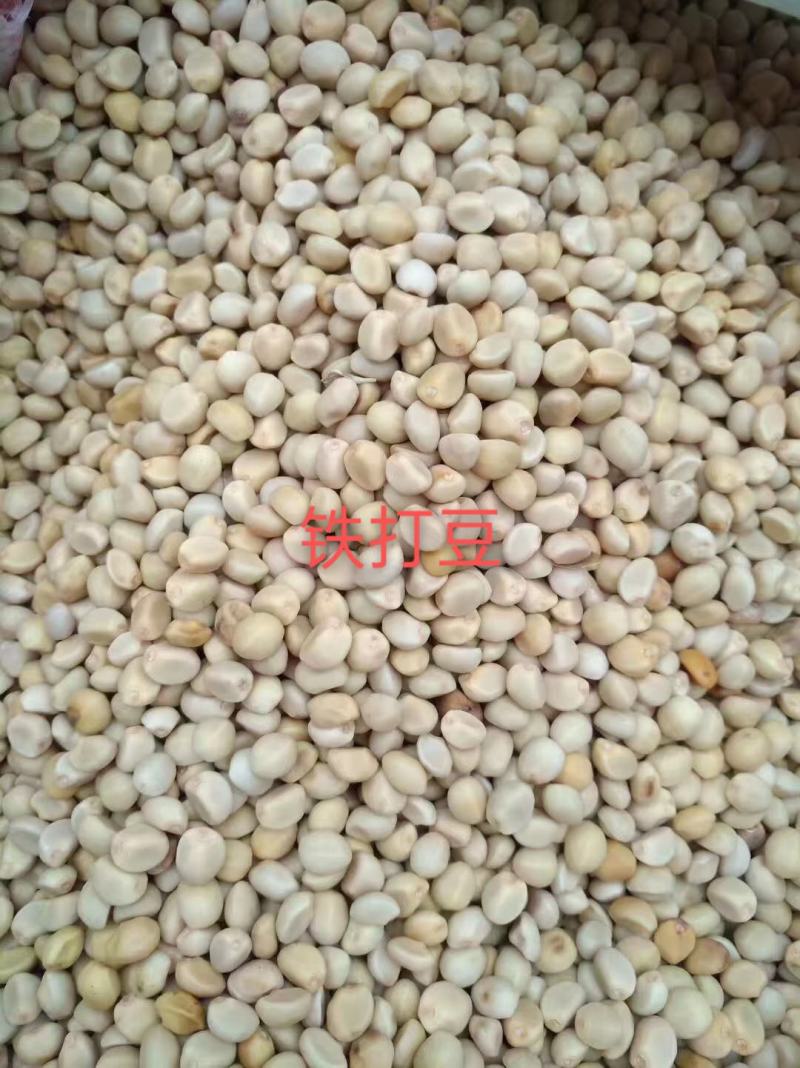 拐子豆，华佗豆，铁打豆，白捻豆，贼老豆一手货原，量大从优