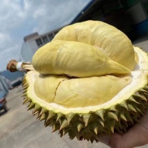 泰国榴莲产地直供批发