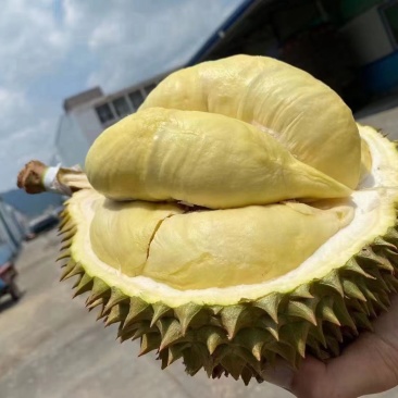 泰国榴莲产地直供批发