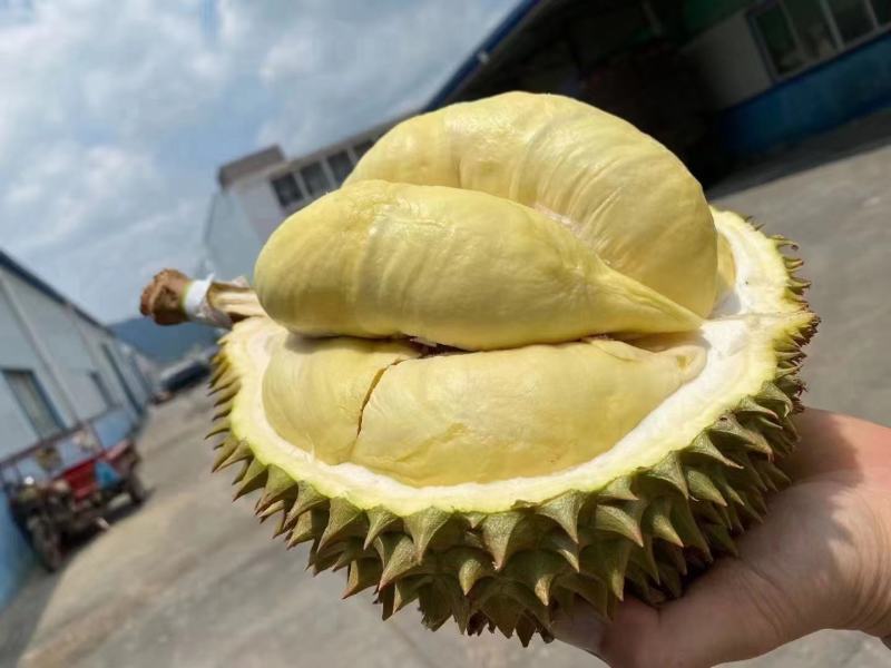 泰国榴莲产地直供批发