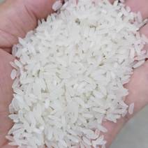 本地长期供应各种籼米，黄花粘米，香米，色选米，代办销售！