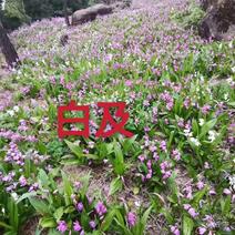 紫花三叉白芨大苗，苗大好种植，成活率高。。