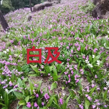 紫花三叉白芨大苗，苗大好种植，成活率高。。
