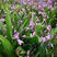 紫花三叉白芨大苗，苗大好种植，成活率高。。
