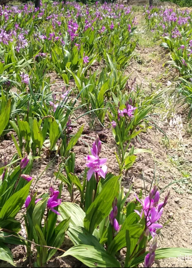 紫花三叉白芨大苗，苗大好种植，成活率高。。
