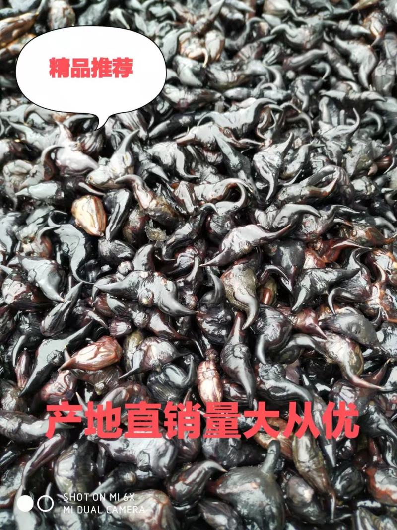 脱皮菱角大别山区牛角菱青菱角牛角弯菱角