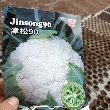 越冬有机花菜苗，产量高，花白，