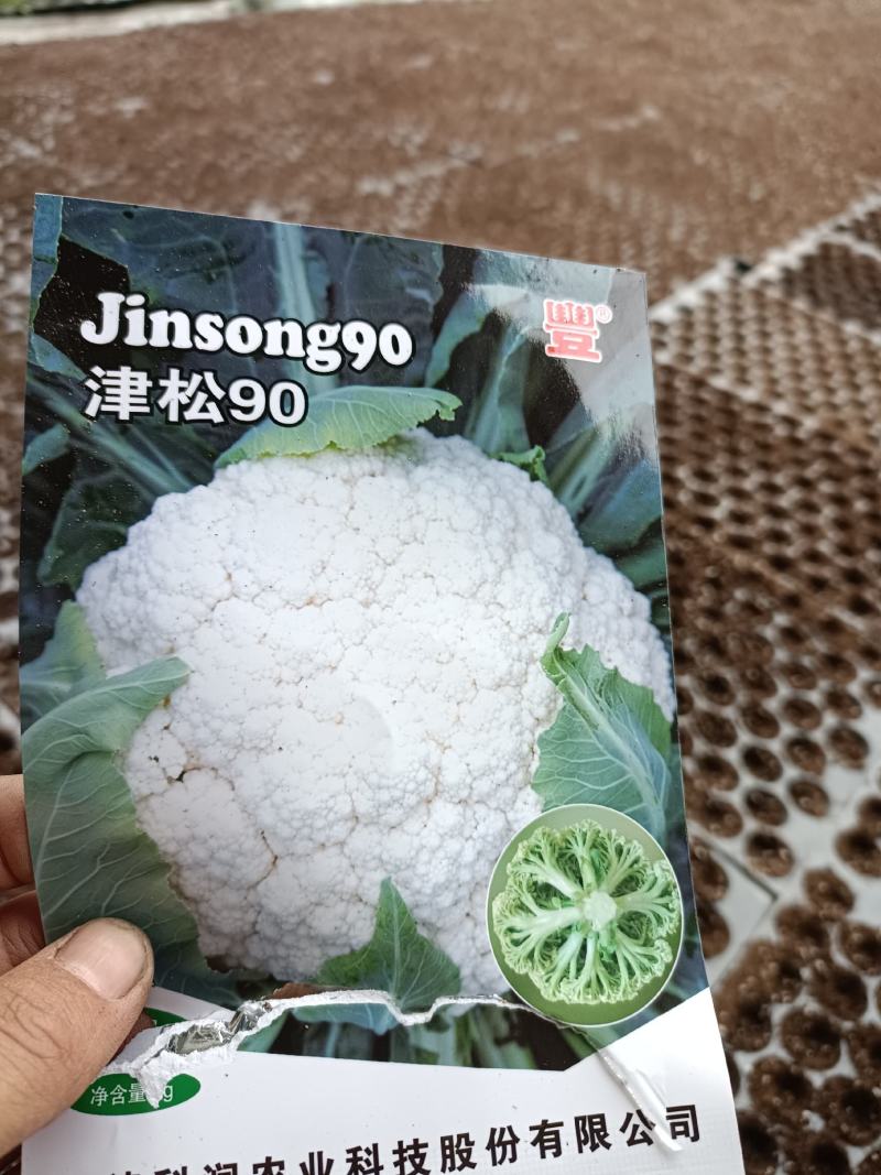 越冬有机花菜苗，产量高，花白，
