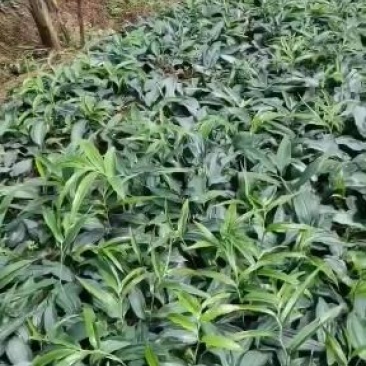四川多花不倒苗多花黄精苗，欢迎选购。