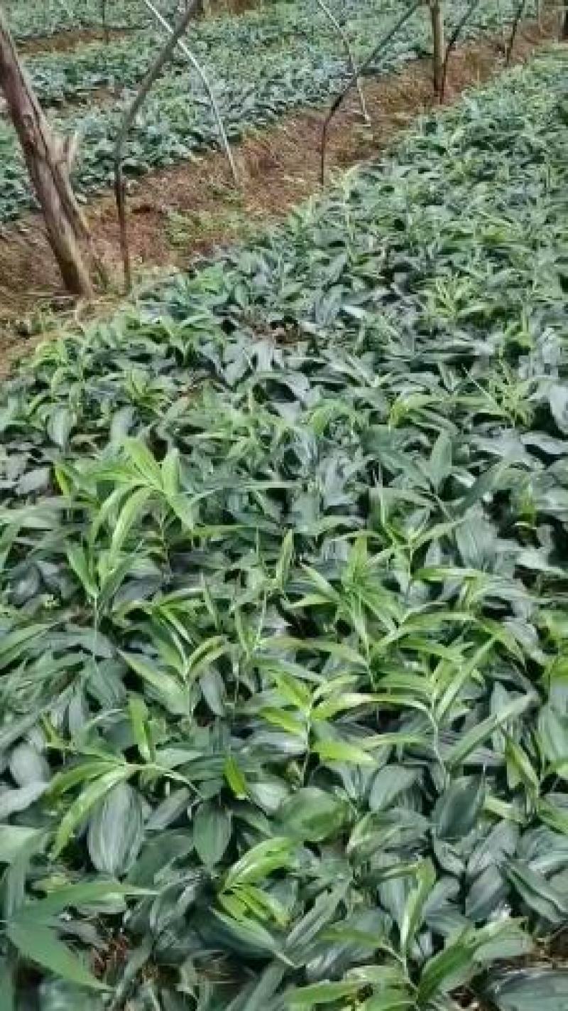 四川多花不倒苗多花黄精苗，欢迎选购。