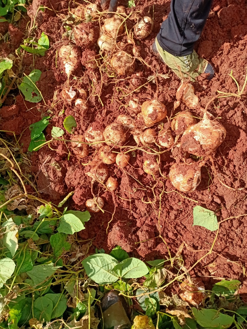 里庄地瓜大量上市了，味道好，需要的朋友快来联我！