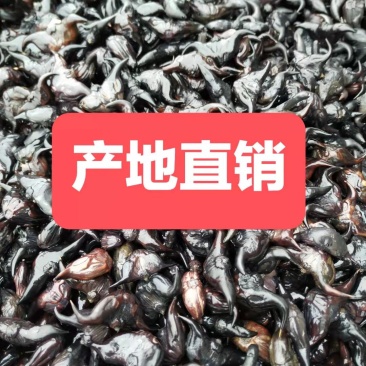 脱皮菱角大别山区牛角菱青菱角牛角弯菱角