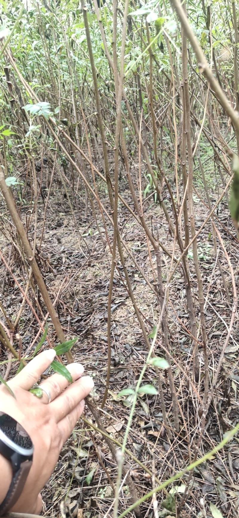 文冠果苗，文管果苗，0.5粗1～3年生的文冠果苗