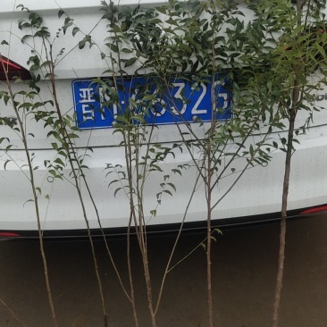 文冠果苗，文管果苗，0.5粗1～3年生的文冠果苗