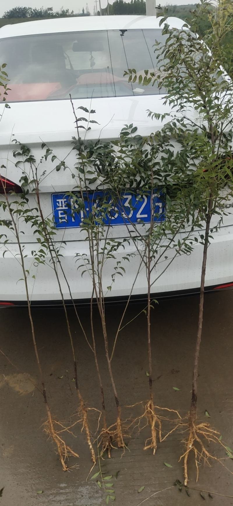 文冠果苗，文管果苗，0.5粗1～3年生的文冠果苗