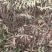 文冠果苗，文管果苗，0.5粗1～3年生的文冠果苗