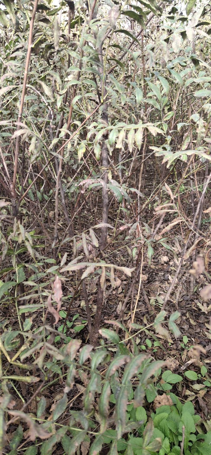 文冠果苗，文管果苗，0.5粗1～3年生的文冠果苗