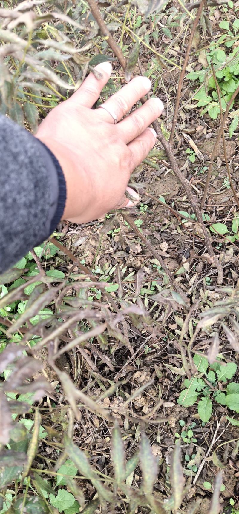 文冠果苗，文管果苗，0.5粗1～3年生的文冠果苗