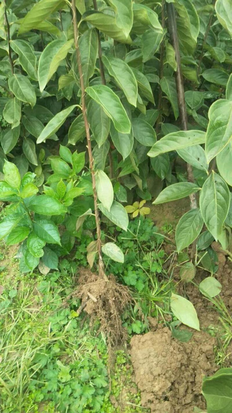 黑枣苗，软枣苗，0.5粗～8公分的软枣树，占地黑枣树，